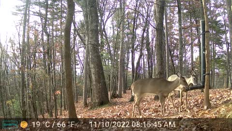 The Woods – 11/10/2022