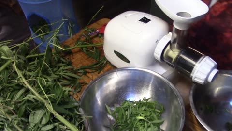 Making Canna Flour From Leaves!