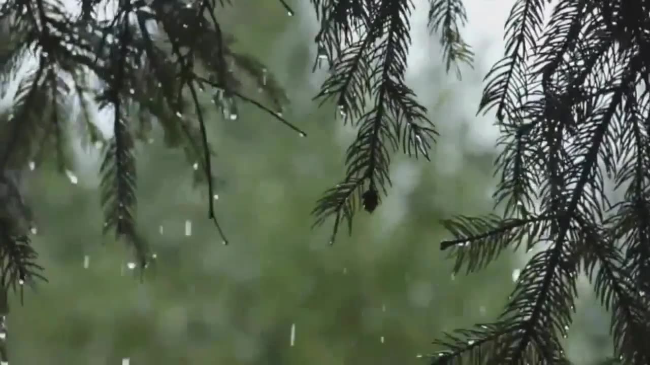 Rain Sound For Sleeping in Peace - 100% Instant Sleep, Rain Sound In The Forest - ASMR Rain ❤️❤️❤️