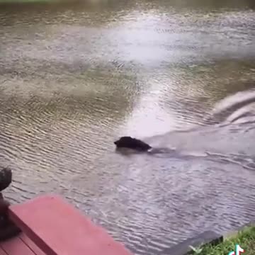 Dog being terrified when his human jump to the lake