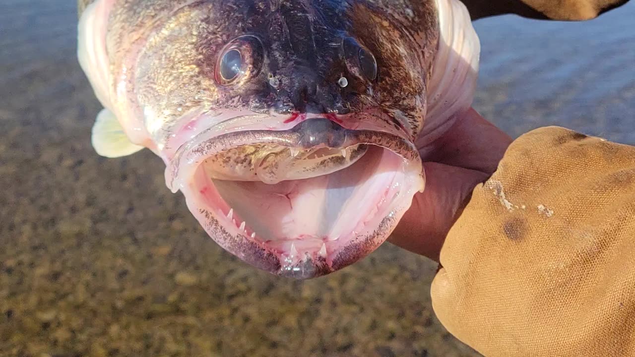 Fisher Discovers Freak Accident Between Two Walleye