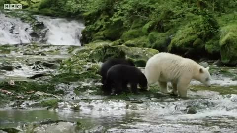 Incredible Animal Parents | BBC Earth