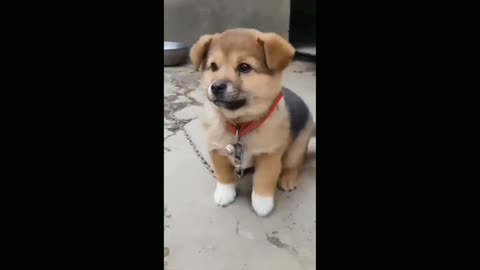 Cute dog sound