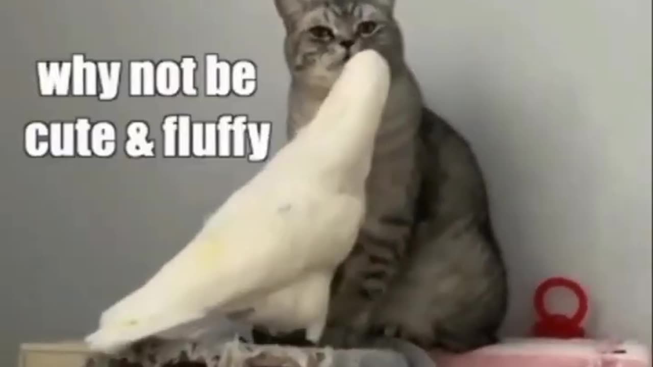 Cat is funny #shorts /Funny cat cuet kitten viral meme & tiktok cats video