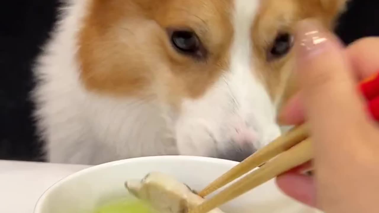 corgi drinking cute breeder