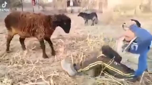 FUNNY ANIMAL VIDEOS TRY NOT TO LAUGH😂😂😂