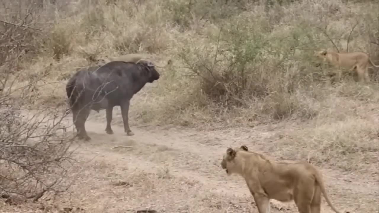 Lion vs Buffalo fight to Death | Wild Animals