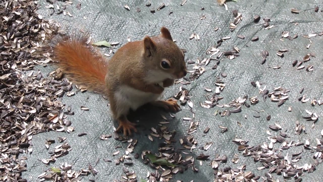 Kid video - Funny Squirrels for kids