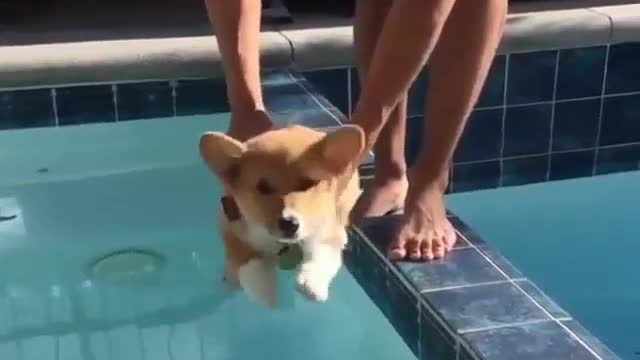 The puppy wants to swim very much