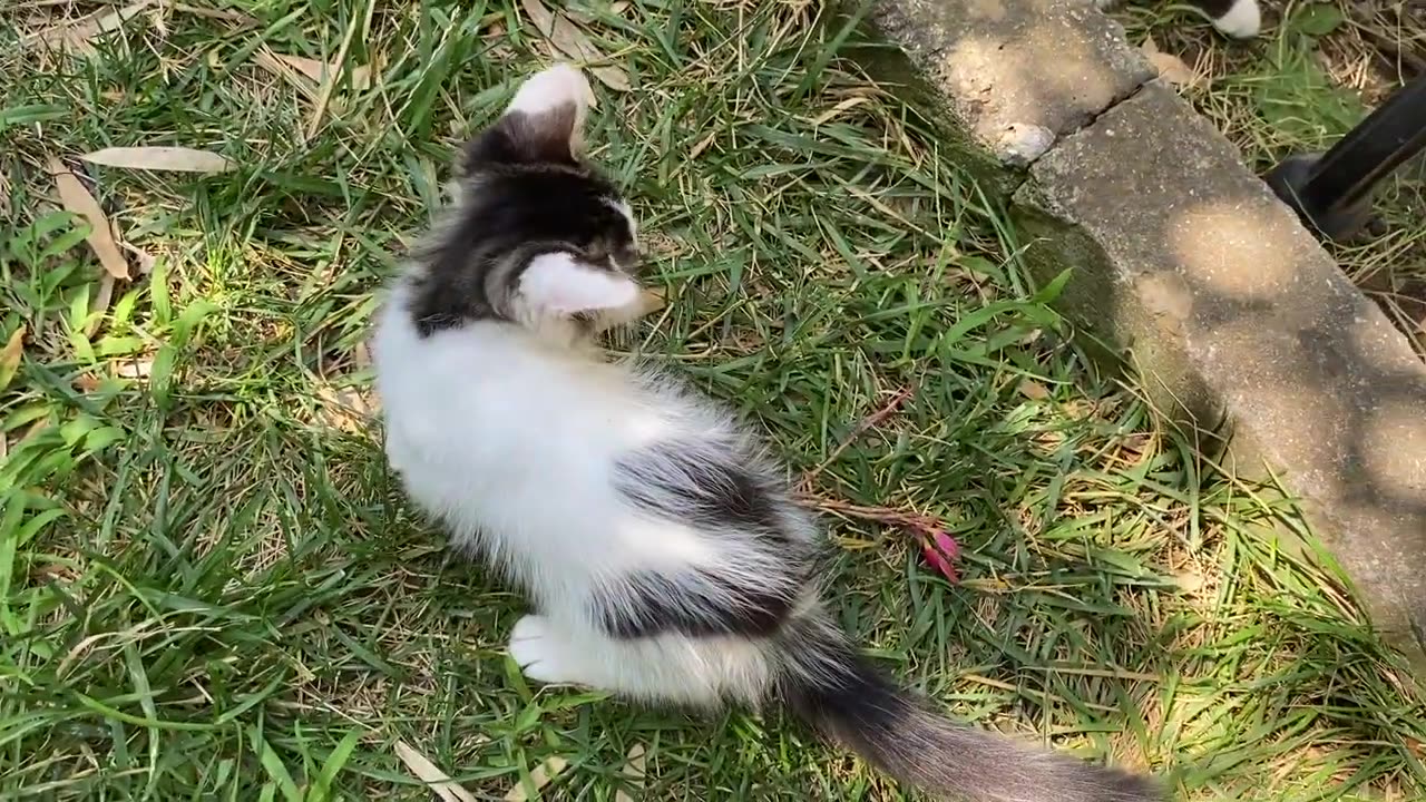 Little Kitten attacking all Cats. This Kitten is so cute 😂😍