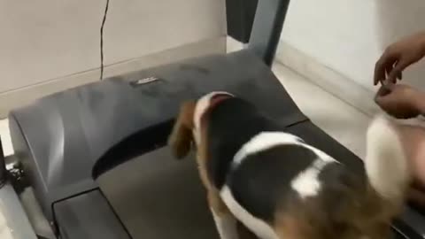 Dog Runs On Treadmill Only When Owner Feeds Them With Treats