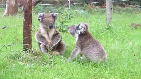 Koala fight