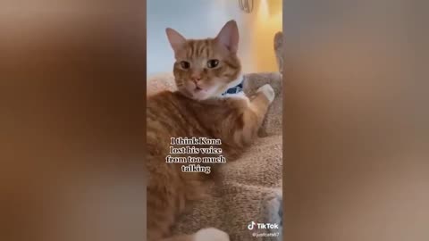 HOUR FUNNY CATS COMPILATION 2022😂_ Funny and Cute Cat Videos😸 ! - 183