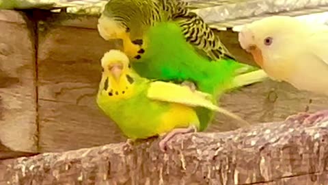 Budgies Breeding