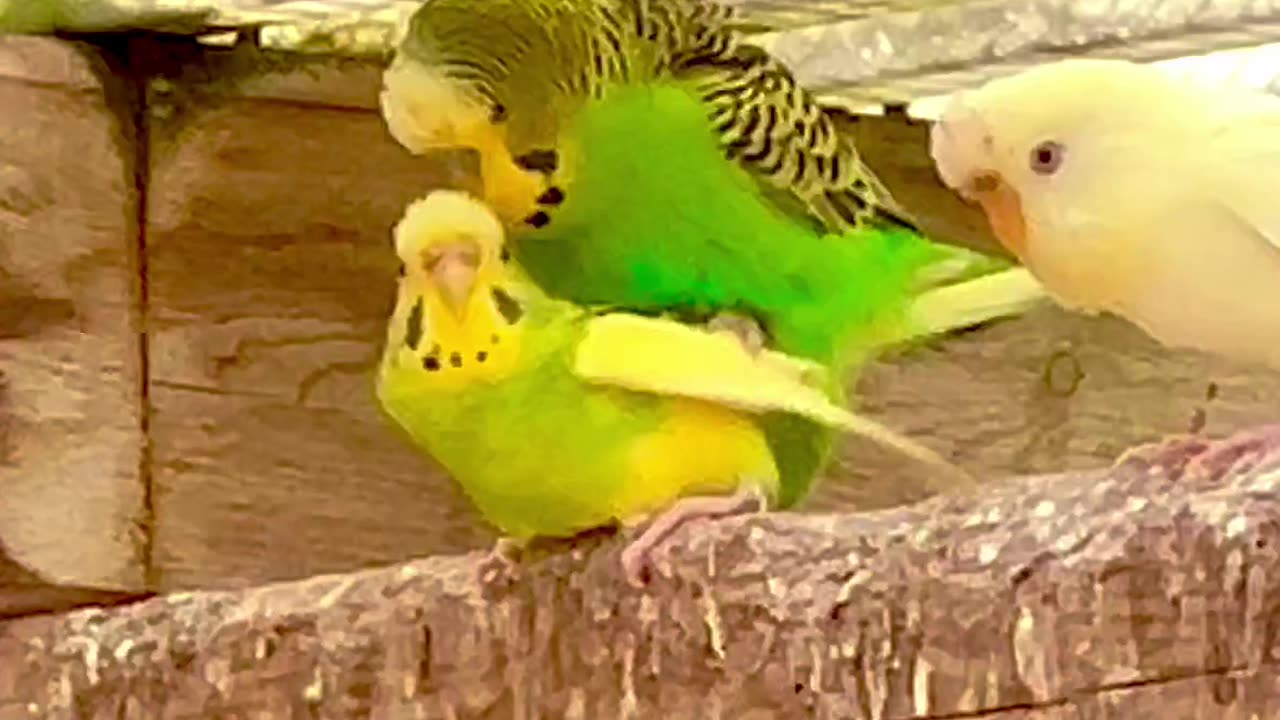 Budgies Breeding