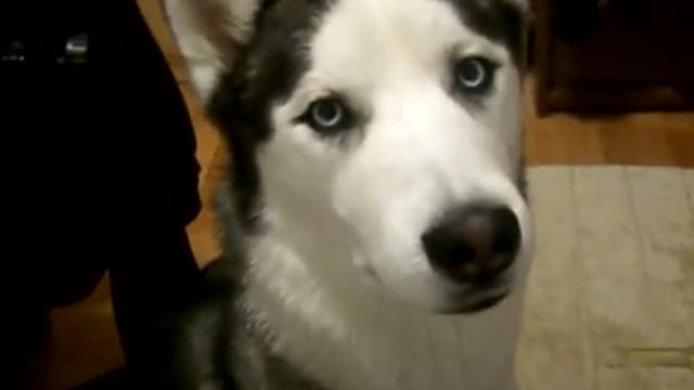 Siberian Husky Kaiser Talks When He Wants Attention