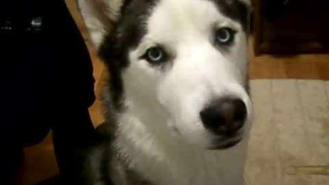 Siberian Husky Kaiser Talks When He Wants Attention