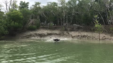 Wild Buffalo Charges Fisherman