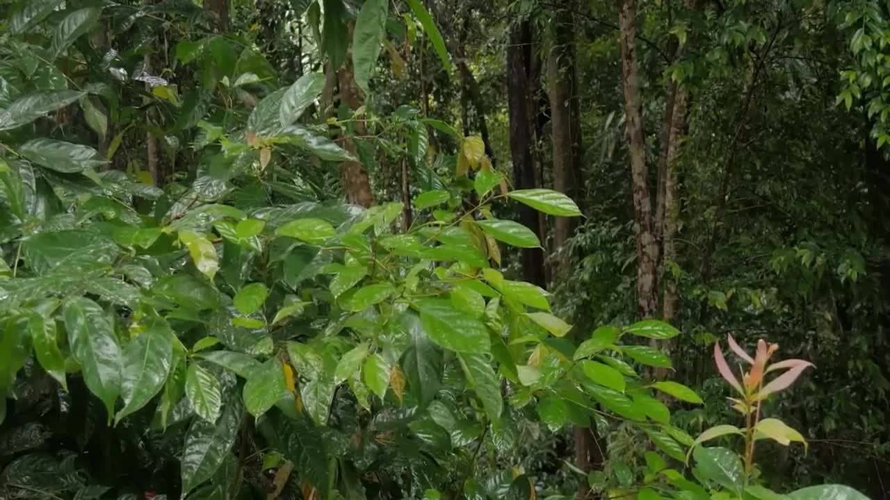 Rainy forest