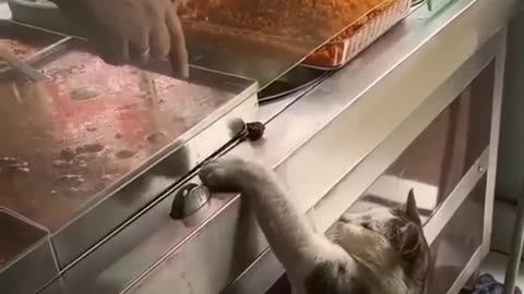 funniest cat in the qorld 🐱 funny and fails pets videos #animal #catlover