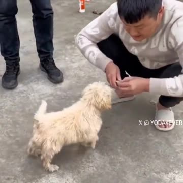 Puppy Rescue Mission Accomplished