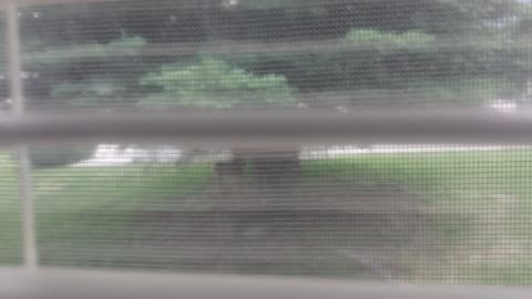 Baby Deer Outside The Clubhouse Part 1