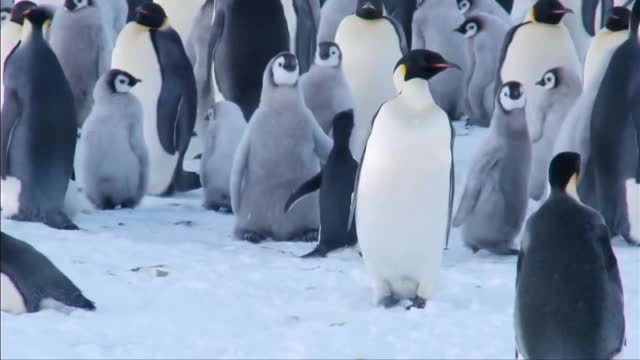 Funny penguin, incredibly adorable and cute 🐧🐧