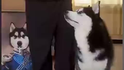 Dogs mimic their injured master🤣 //Funny video by sidnii