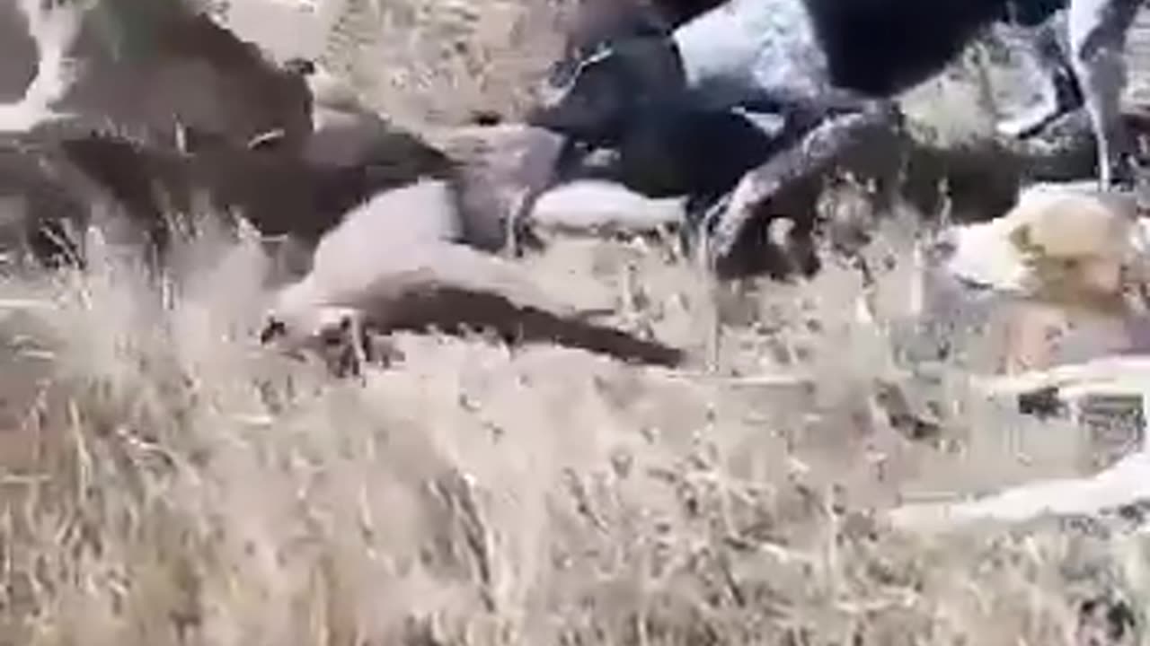 Caracal kill