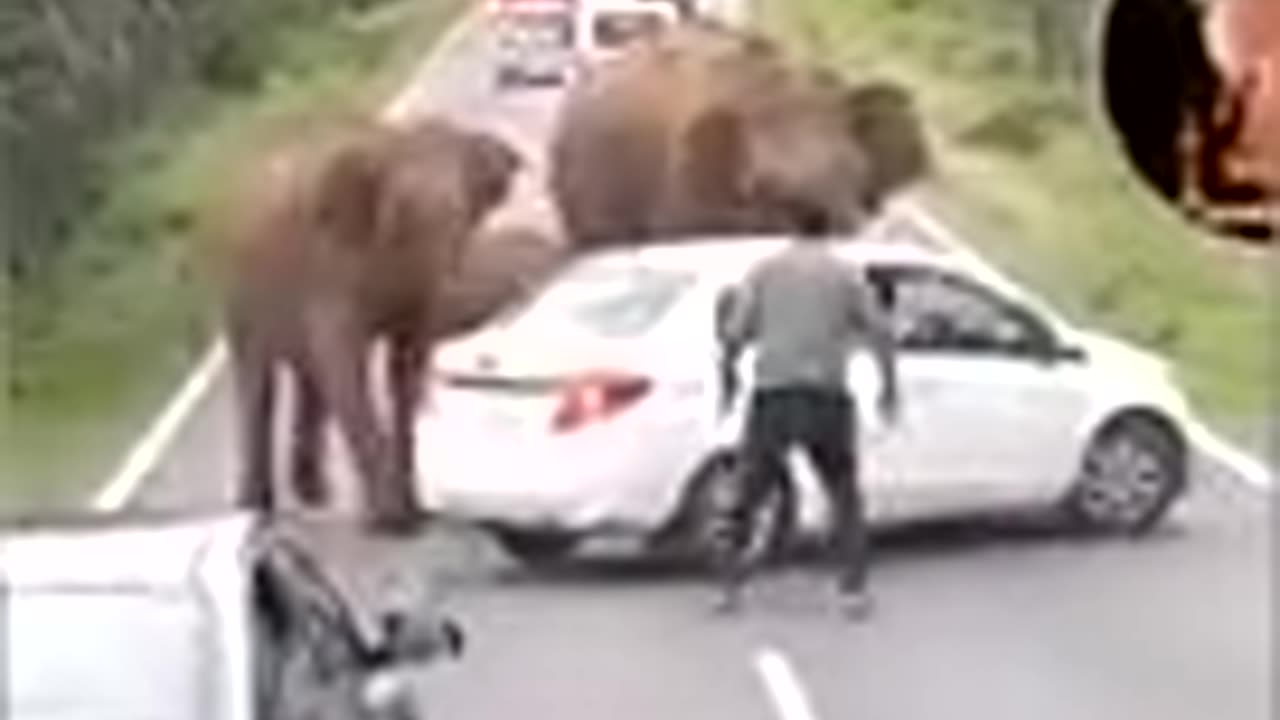 Elephant attack in NH