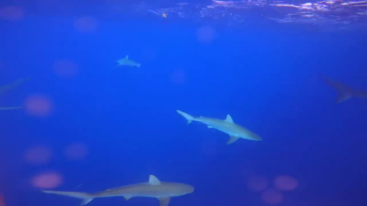 We snorkeled with 100's of Sharks in Hawaii!