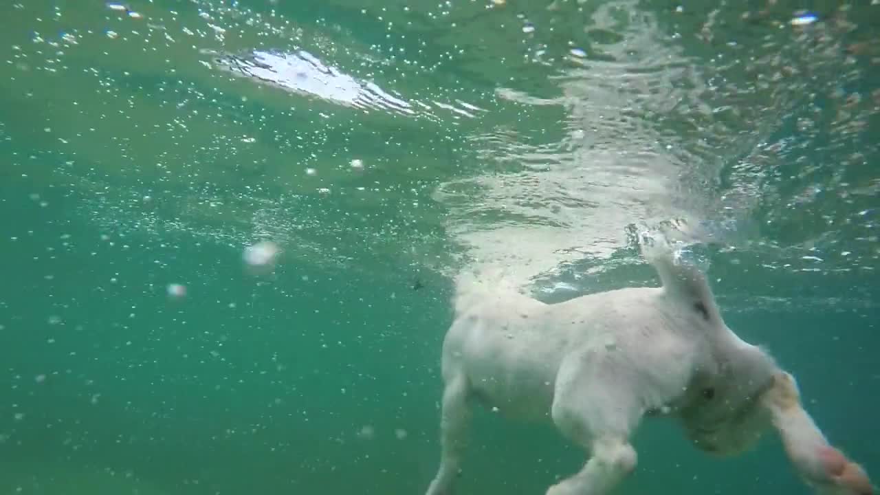 DOG SWIMMING IN THE POOL.