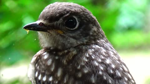 Baby Bluebird