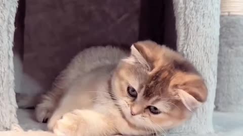 Cute cat 🐱 funny movement