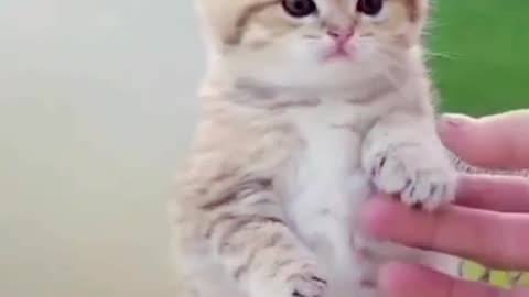 Cute and funny cat video.