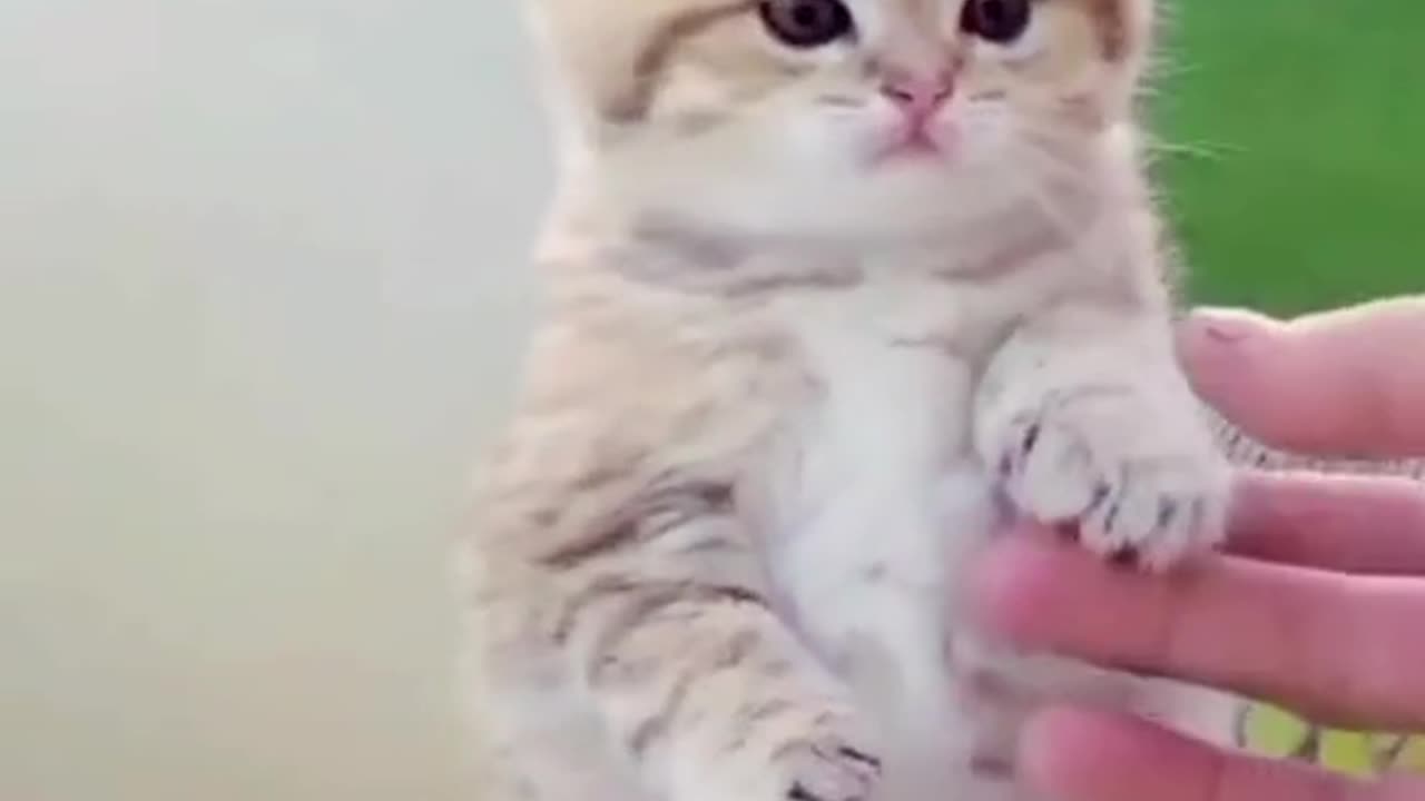 Cute and funny cat video.