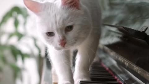 Funny white cat