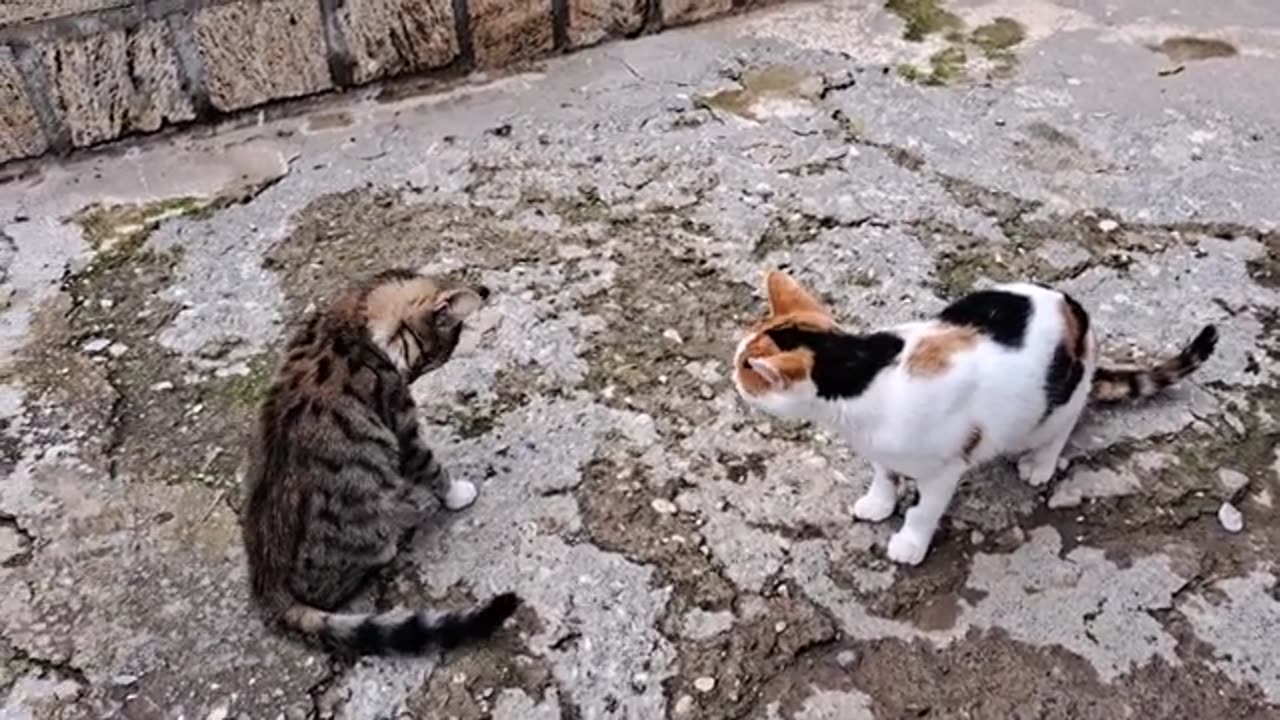 The brave kitten is not afraid of the cat.