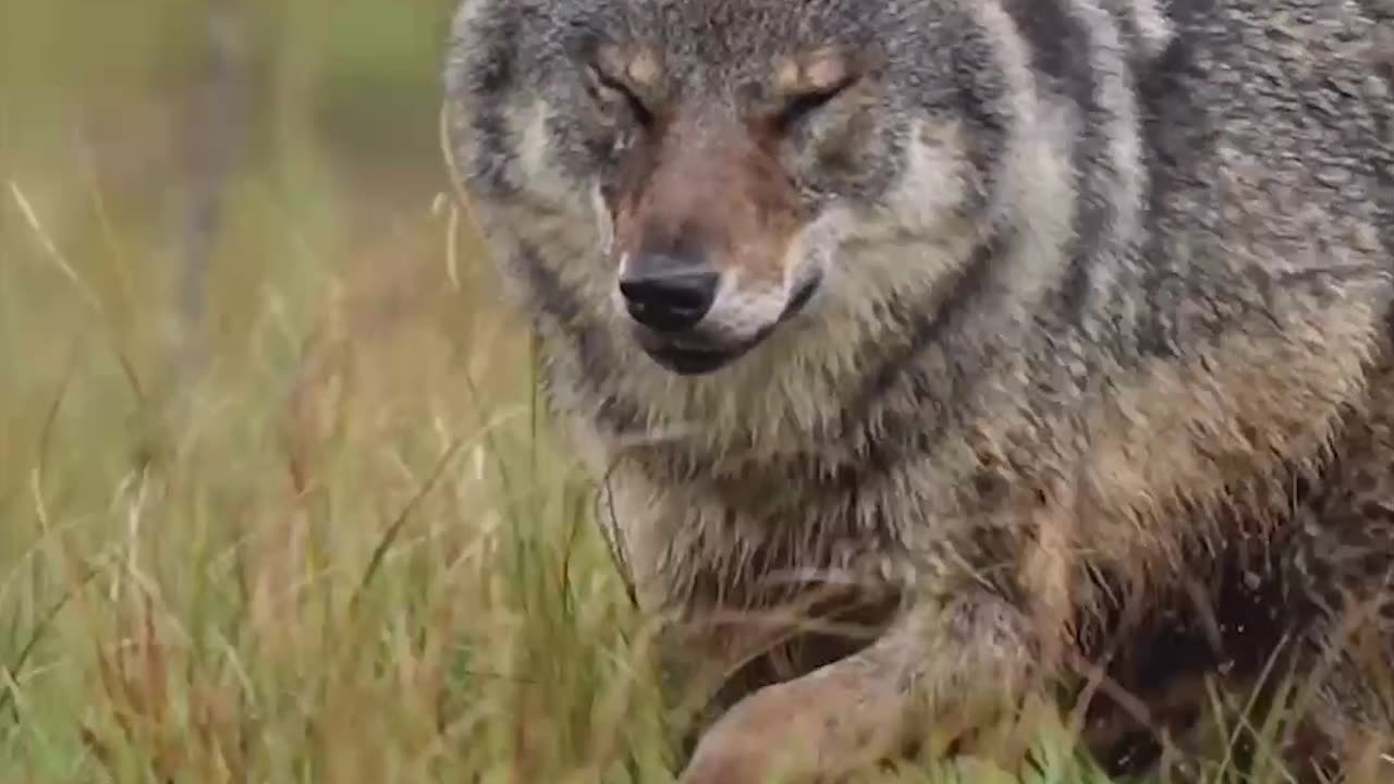 "Howling with Awe: Escaping the Ordinary with the Majestic Wolf Experience"