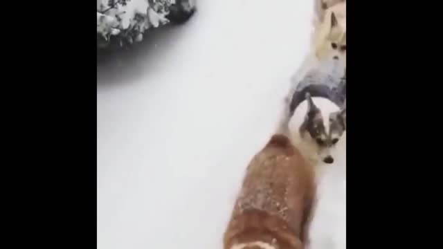 Corgi Train Ploughing Through The Snow