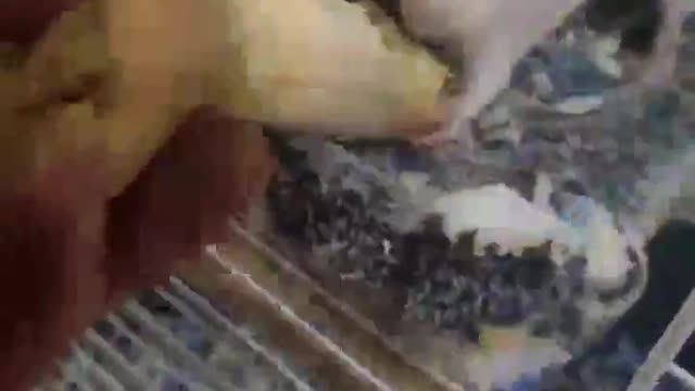 Nora ratty - Yummy Yummy Yummy I got Nana in my Tummy