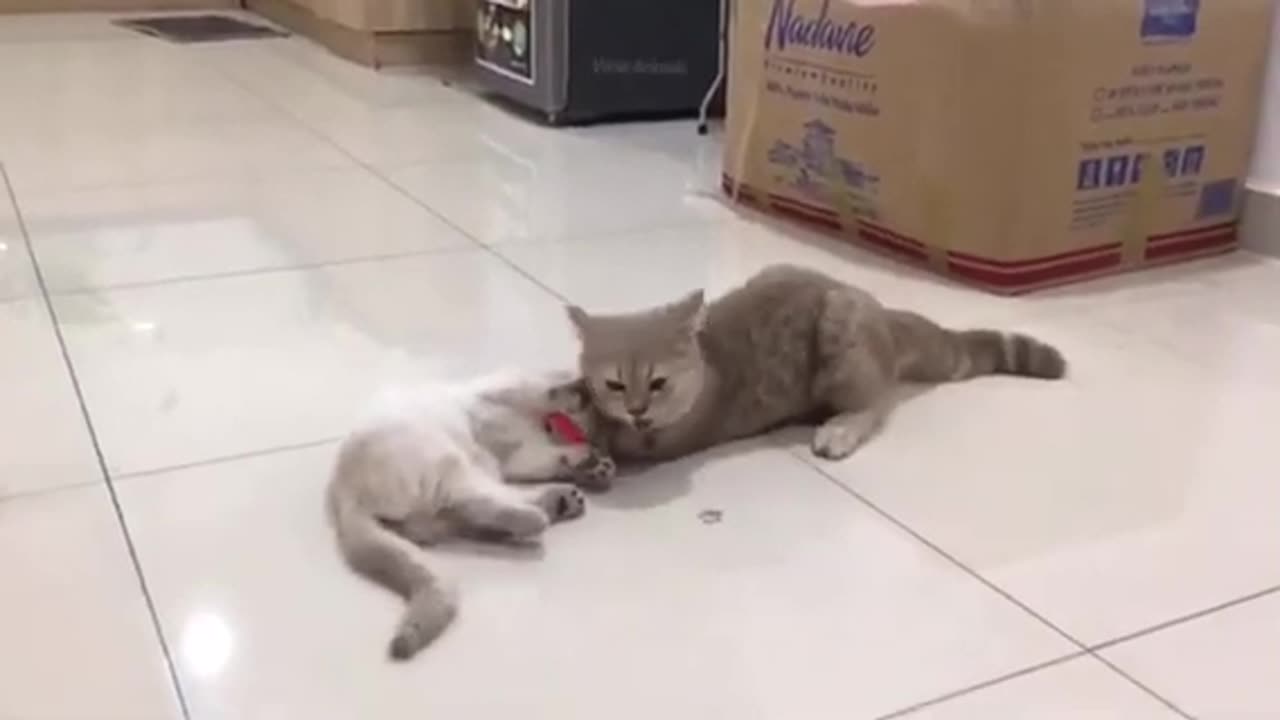 Funny animal videos 😂😹