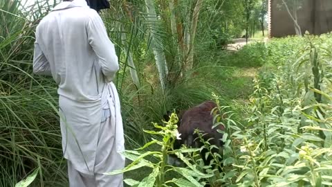 Man with Donkey Meting Video | New Animals Video 20222 | Us animal Video