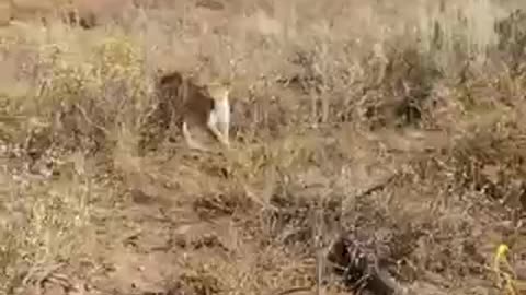 😱 GLOCK vs WILD MOUNTAIN LION ‼️