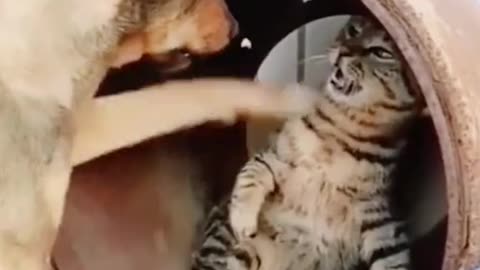 CAT FUNNY MOMENTS