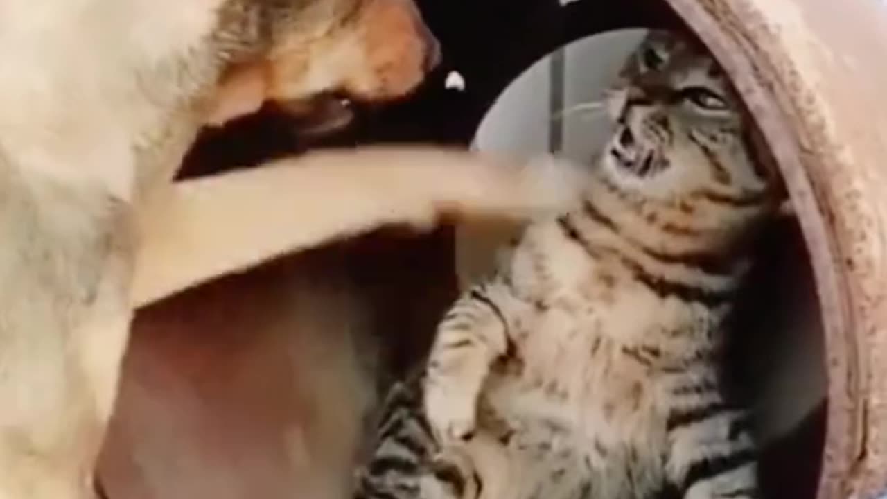 CAT FUNNY MOMENTS