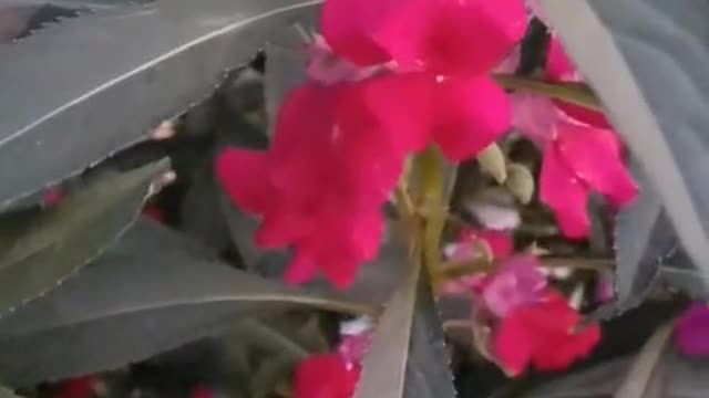 Red flower and green leaf