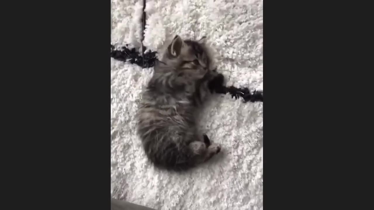 π Funniest Cats and Dogs Videos πΊπΆ