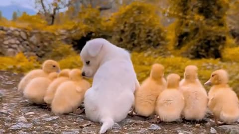 Puppies and ducklings