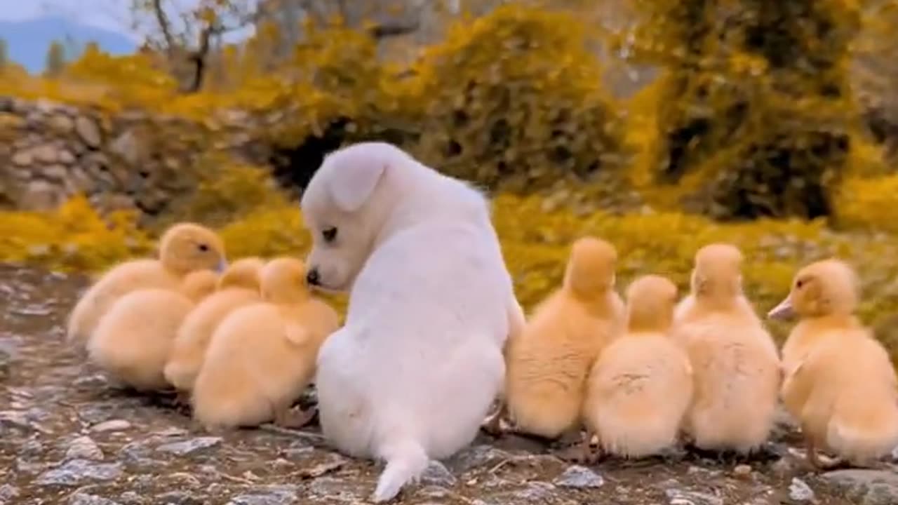 Puppies and ducklings